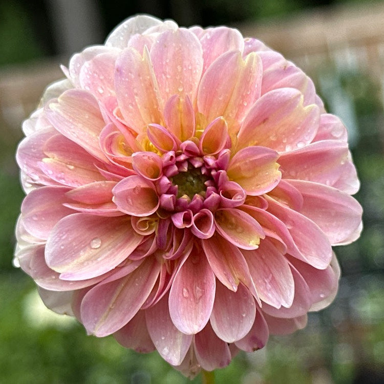 Hamari Rose