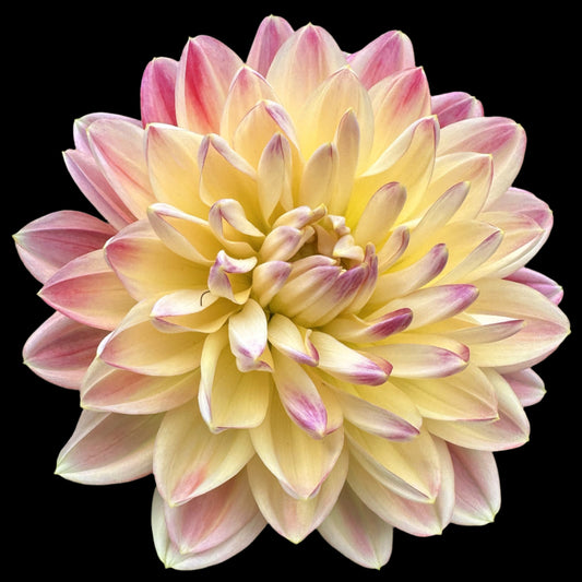 Chimacum Cathleen