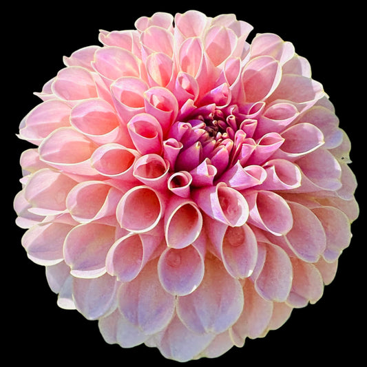 KA's® Cinder Rose