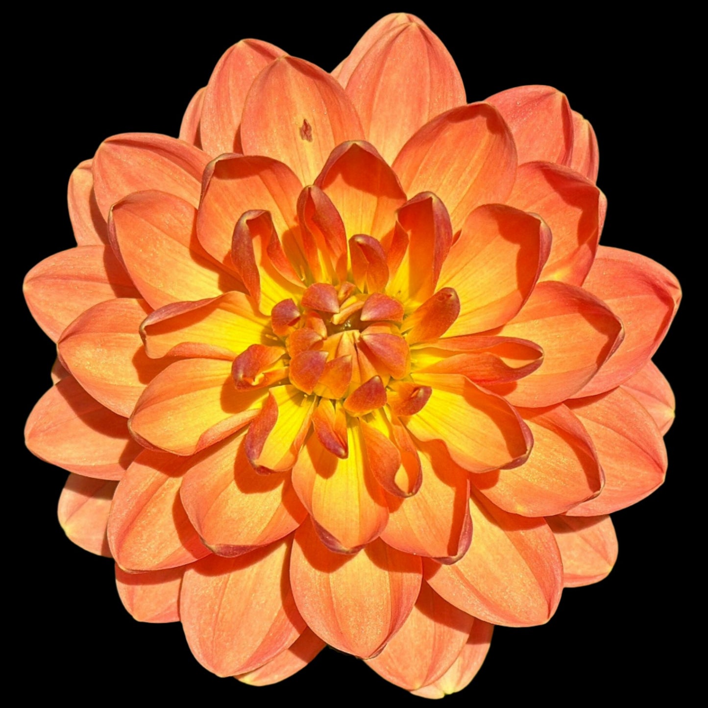 (Tuber) Sandia Susan
