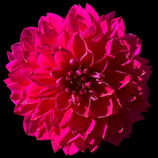 Sandia Nocturne