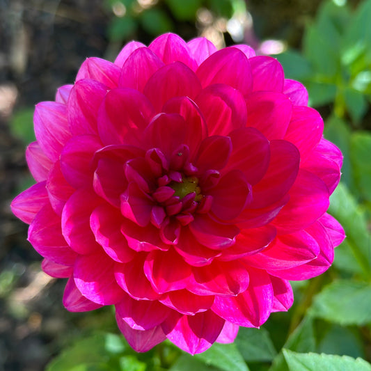 Hollyhill Pandora