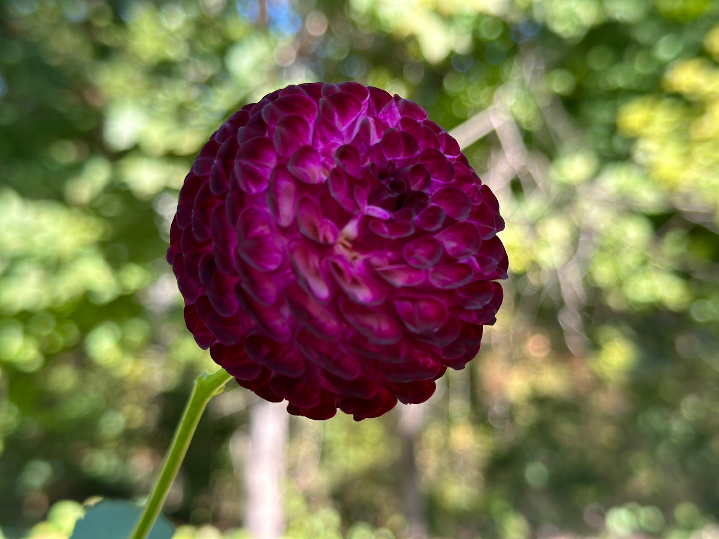 (Tuber) Downham Peggy