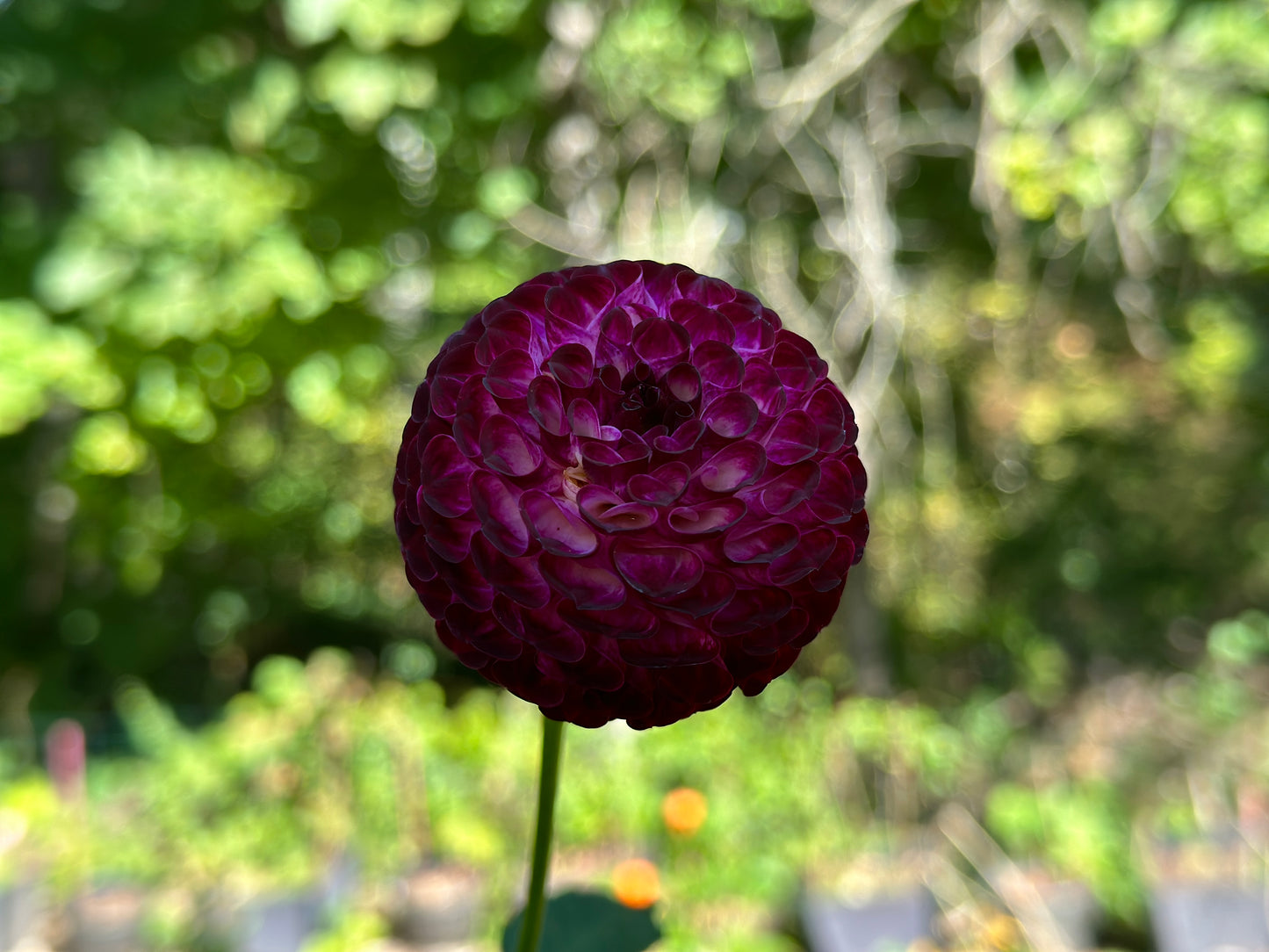 (Tuber) Downham Peggy