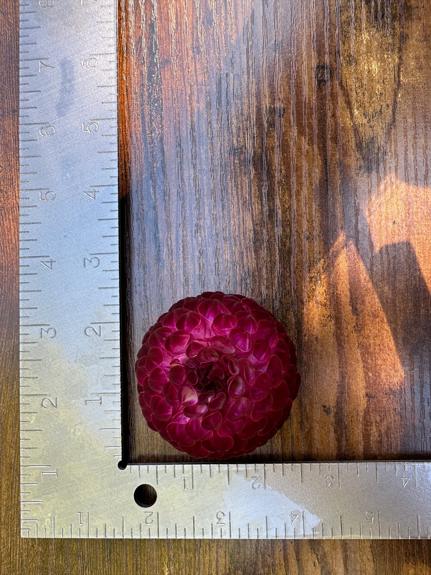 (Tuber) Downham Peggy