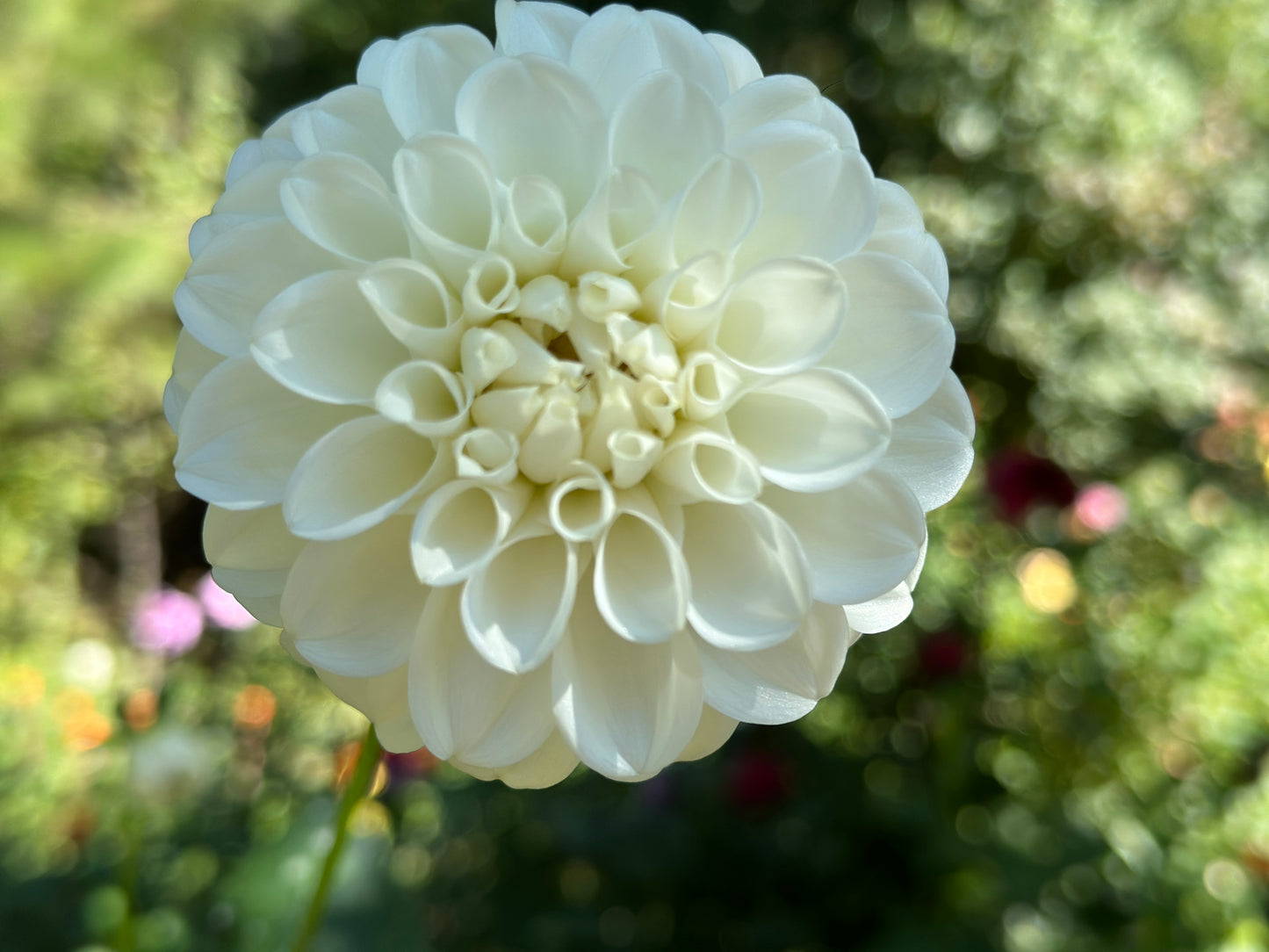(Tuber) Formby Alpine