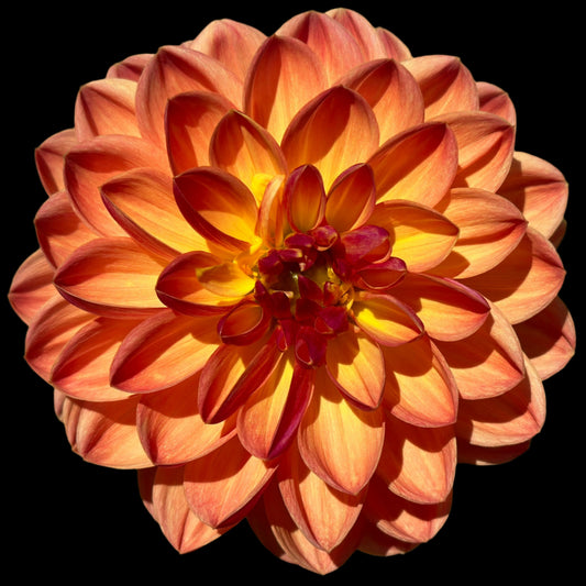 Pam Howden