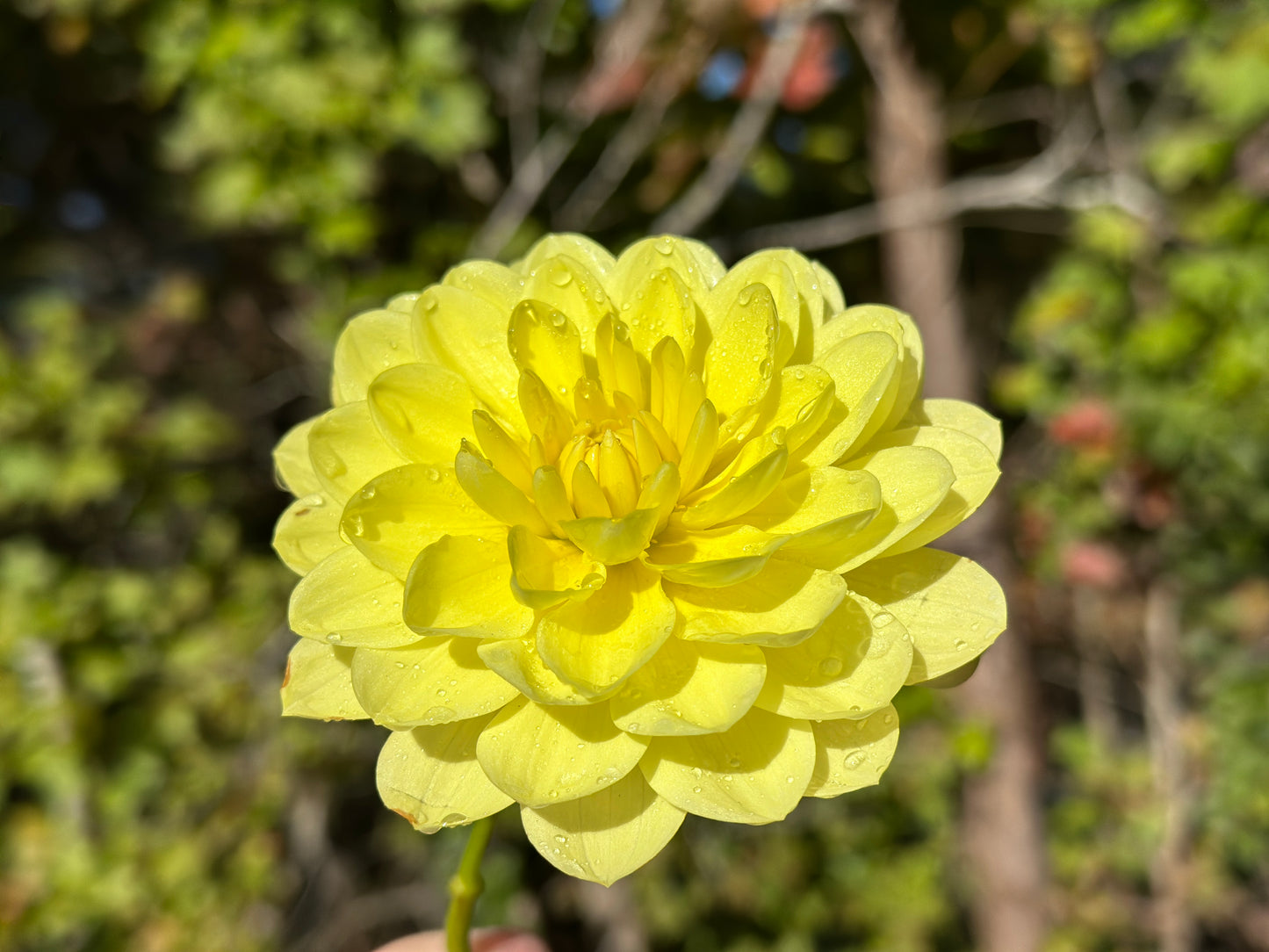 Sandia Gold