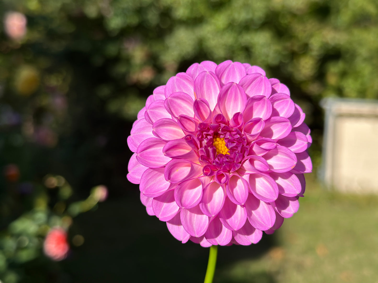 (Tuber) 20th Ave Pure Prince