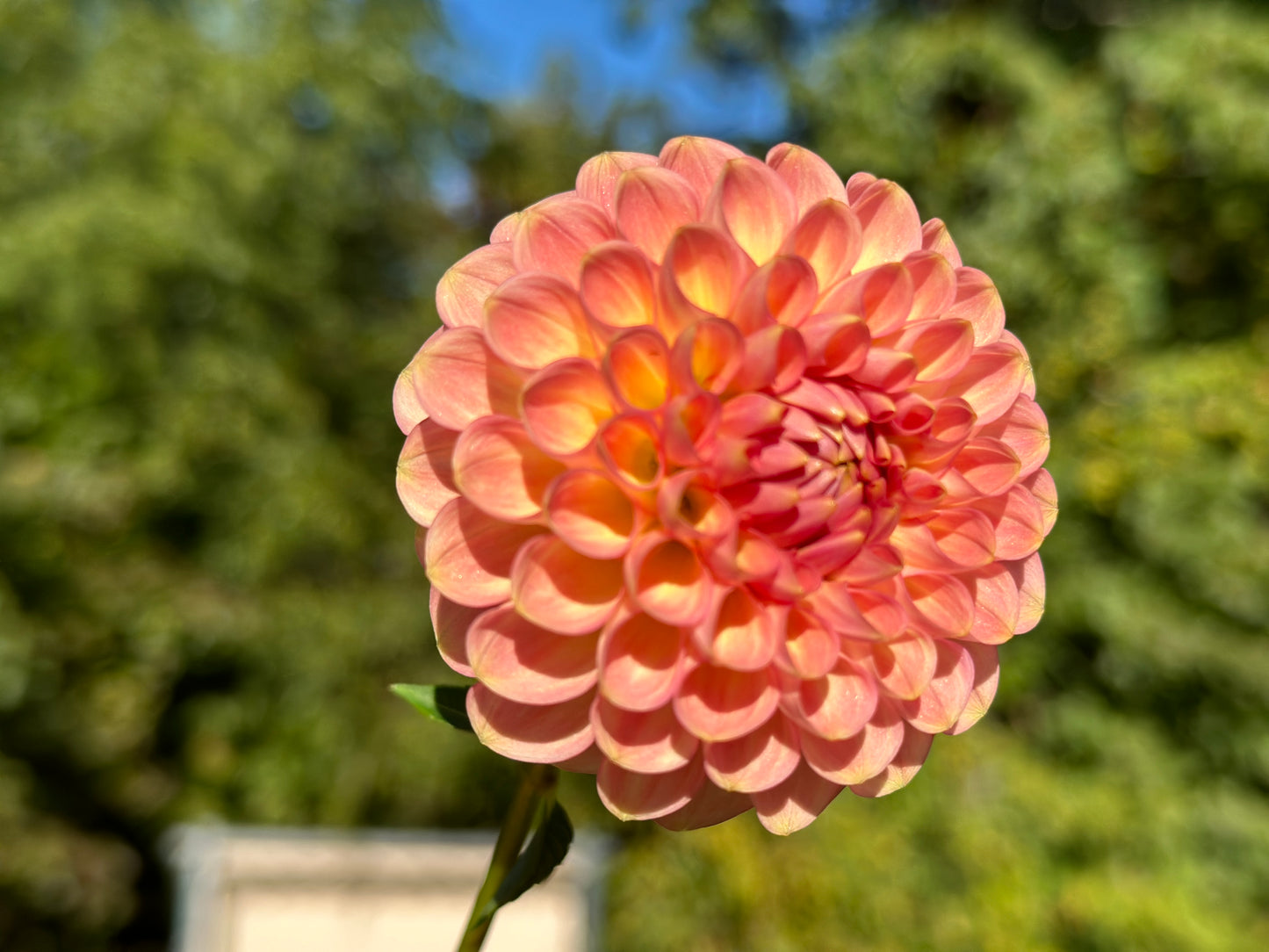 (Tuber) 20th Ave Softer Peach