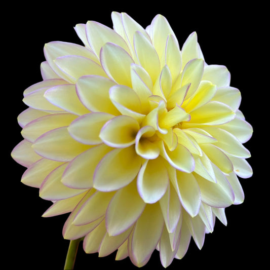 Bloomquist Blush