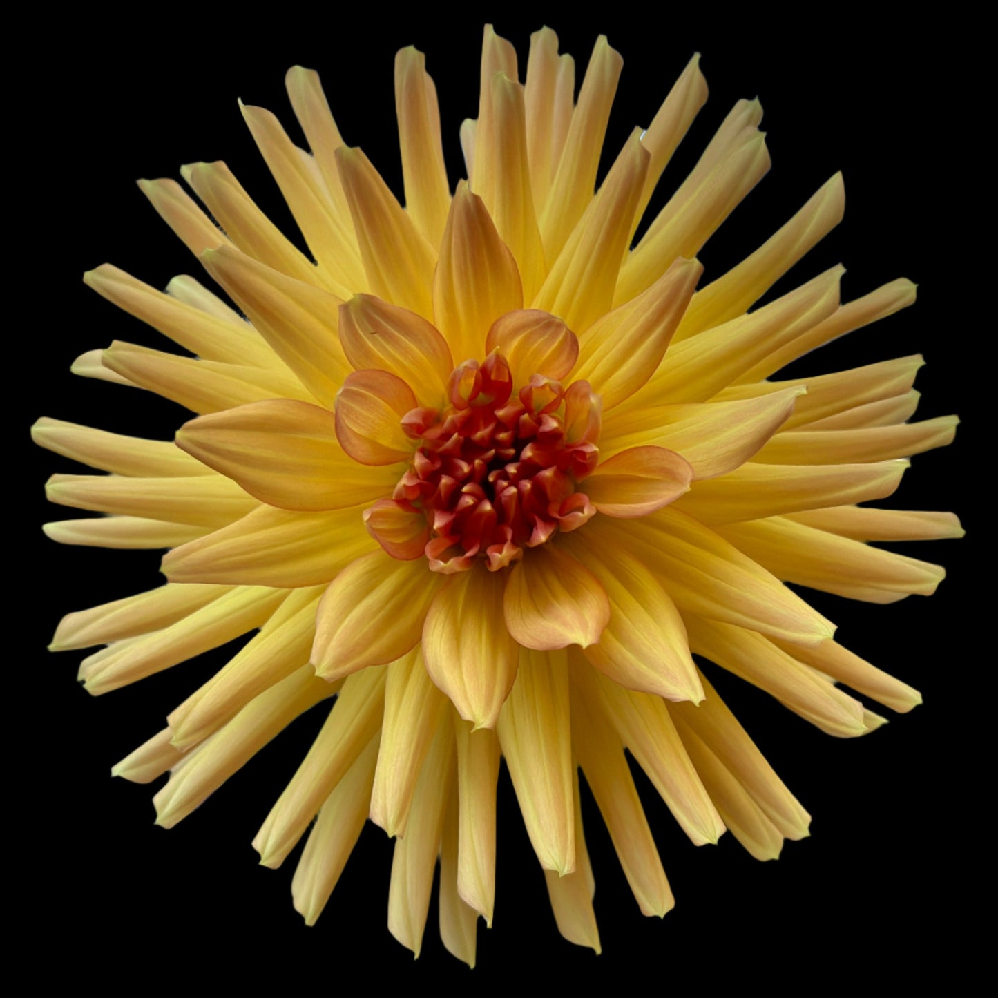 (Tuber) Hollyhill Carefree