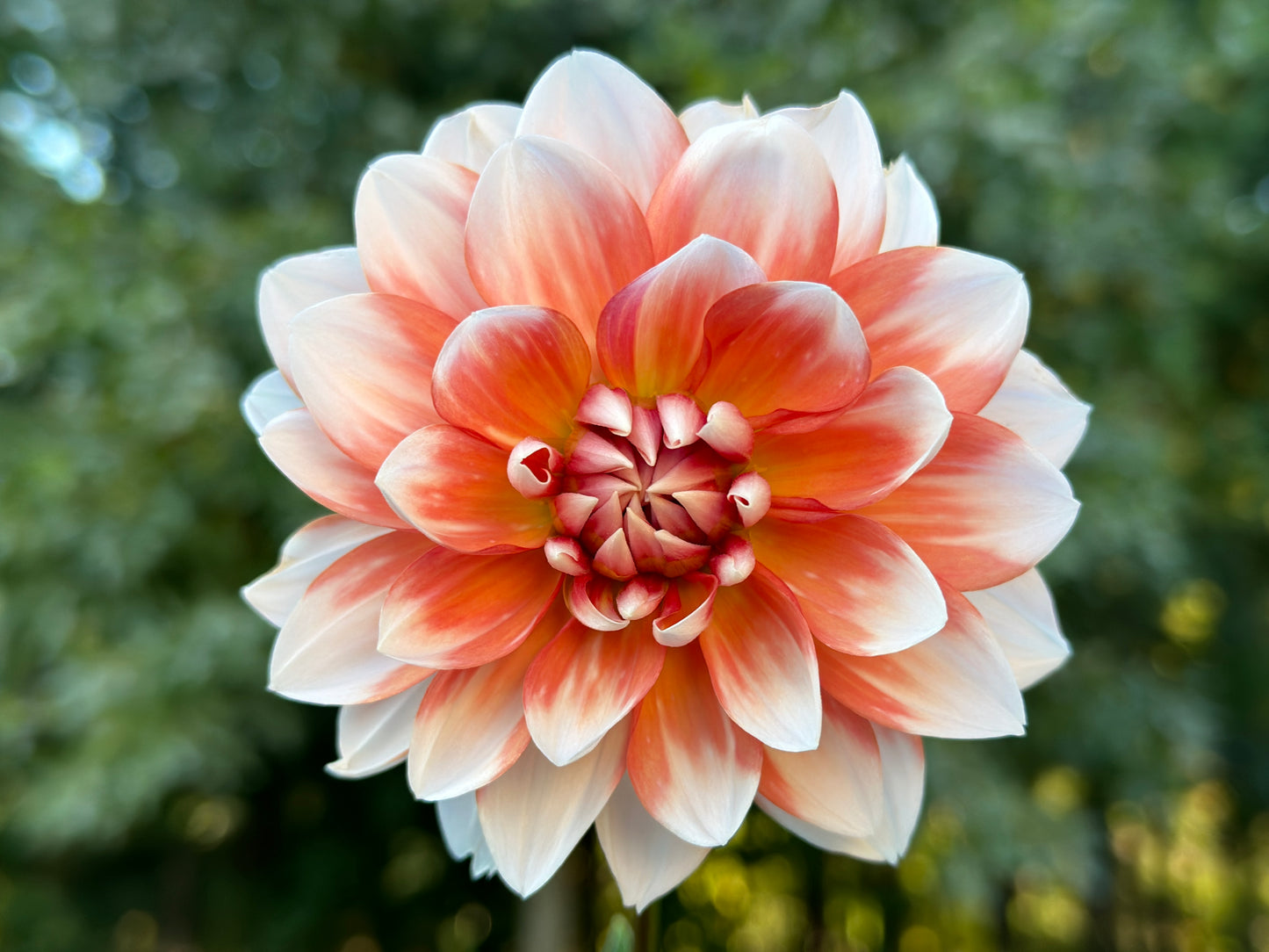 (Tuber) Sandia Candy Corn
