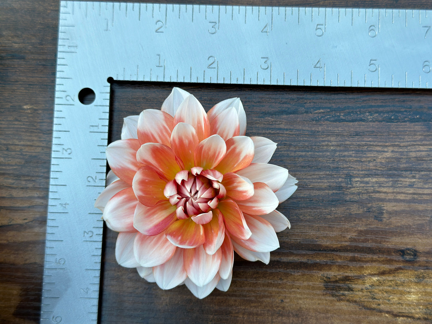 (Tuber) Sandia Candy Corn