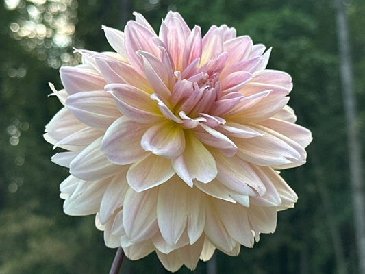 Lee's Lotusland
