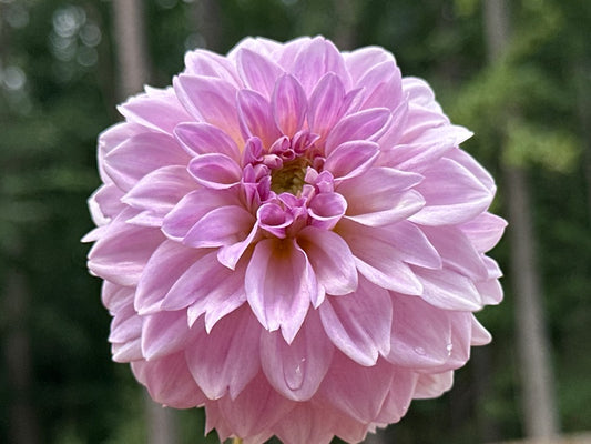 Lee's Provence