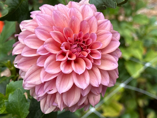 Lee's Scrumptious Pink