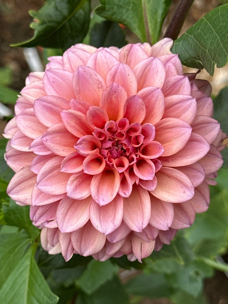 Lee's Scrumptious Pink