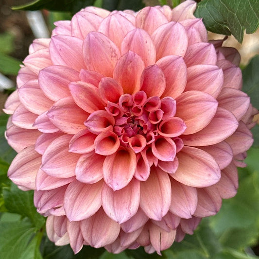 Lee's Scrumptious Pink
