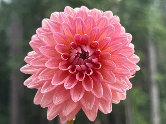 Lee's Zesty Peach
