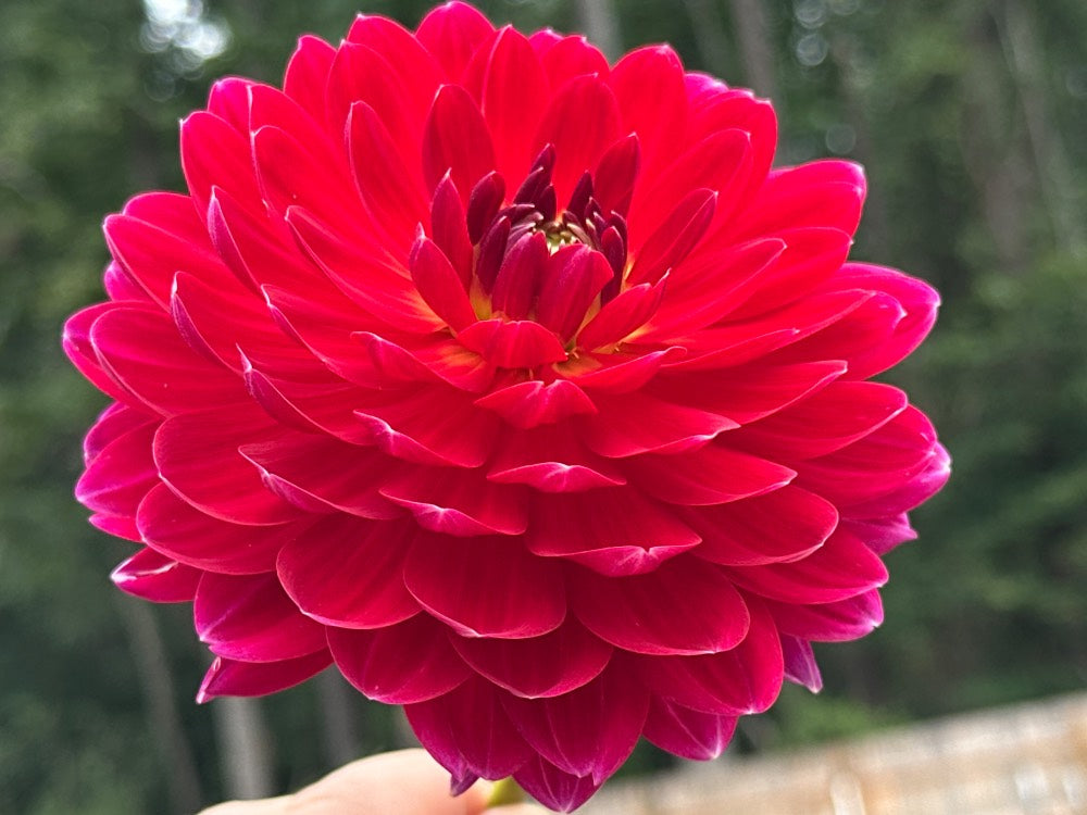 Red Velvet
