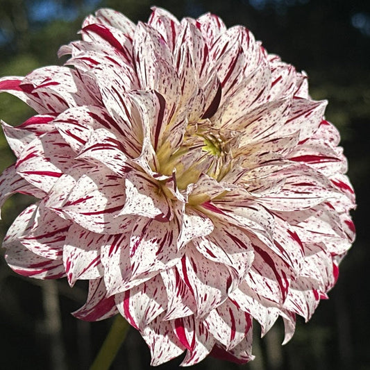 Sandia Boogie