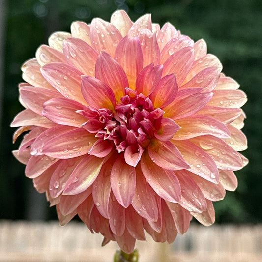 Sandia Ruthie