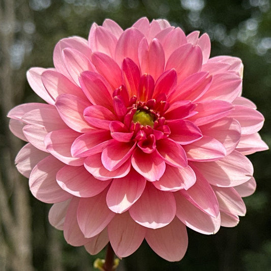 Sourire de Crozon