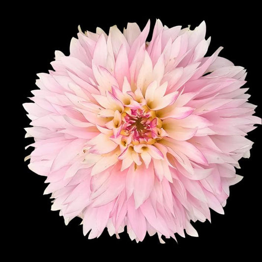 Hollyhill Pinkie