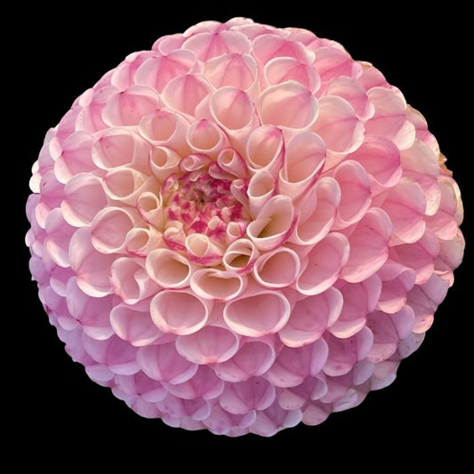 Chimacum Davi