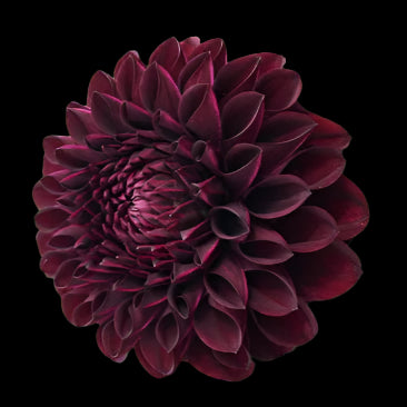 Ferncliff Black Cherry